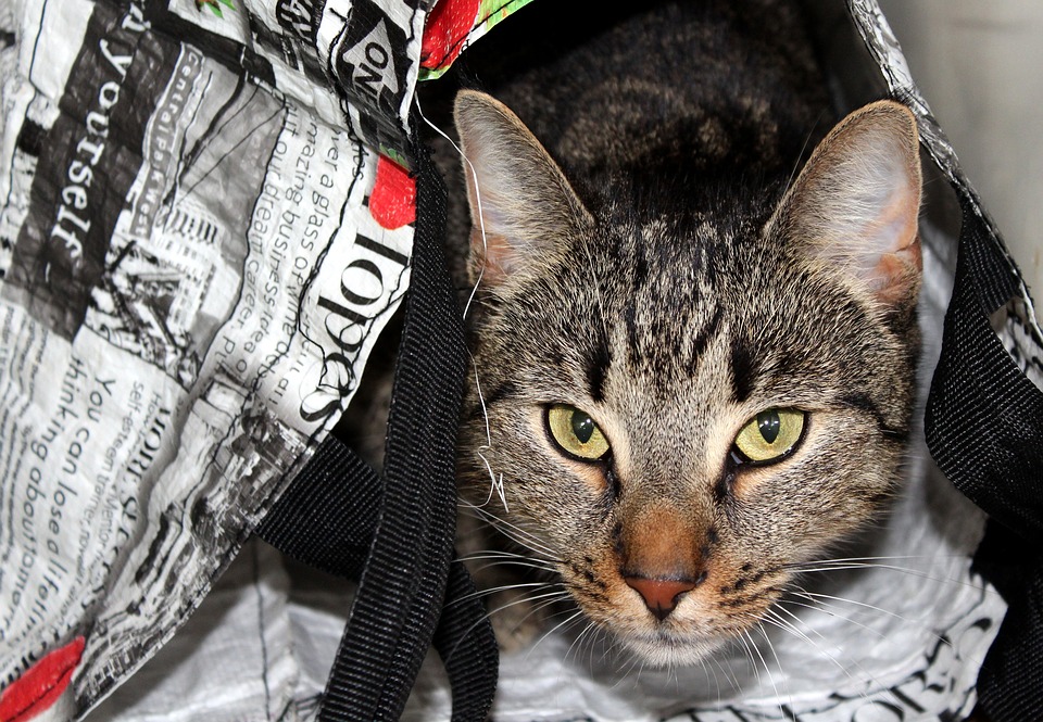 Raphaez Les meilleures astuces pour voyager avec son chat