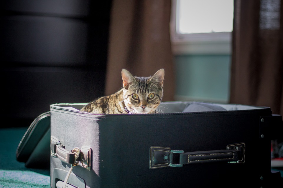 Astuces pour voyager avec son chat