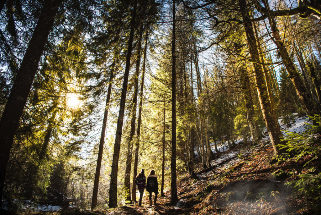 Deux randonneurs dans une forêt