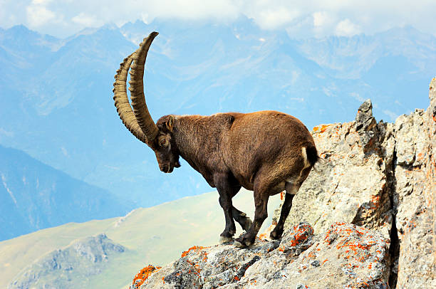 Bouquetin sauvage dans le parc naturel de la Vanoise